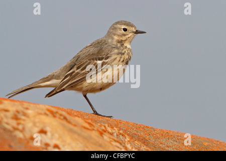 thront auf einem Felsen in Churchill, Manitoba, Kanada. Stockfoto