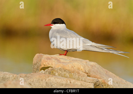 Küstenseeschwalbe (Strena Paradisaea) thront auf einem Felsen in Churchill, Manitoba, Kanada. Stockfoto