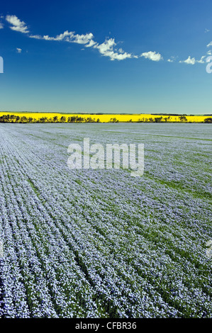 Blühenden Flachs Feld mit Raps im Hintergrund, in der Nähe von Tiger Hügel Somerset, Manitoba, Kanada Stockfoto