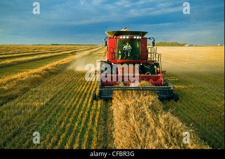 Ein Bauer spricht auf seinem Handy bei der Ernte seine gewendetem Hafer (Avena Sativa) in der Nähe von Dugald, Manitoba, Kanada Stockfoto