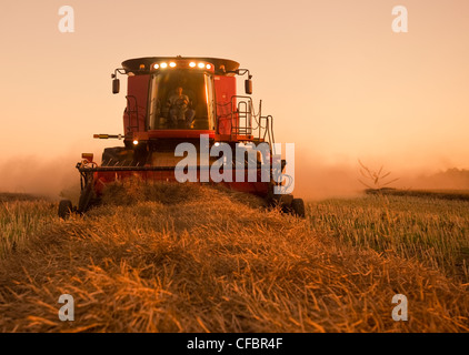 Ein Landwirt erntet seine Raps Ernte bei Sonnenuntergang in der Nähe von Dugald, Manitoba, Kanada Stockfoto