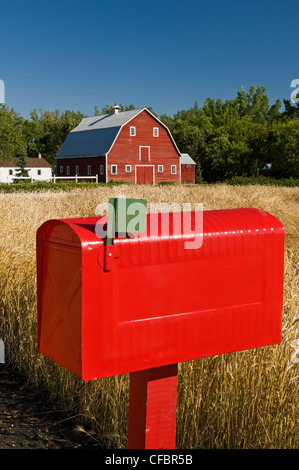 Nahaufnahme der ländlichen Mailbox mit roten Scheune und Frühjahr Weizenfeld im Hintergrund, Grande Pointe, Manitoba, Kanada Stockfoto