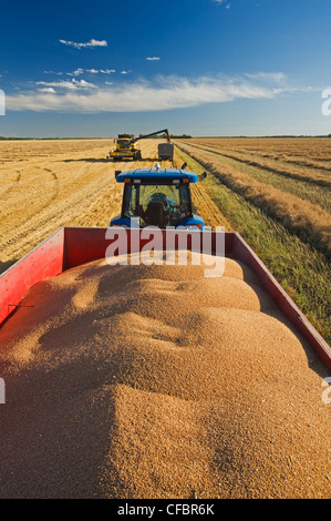 Korn-Wagen beladen Frühling Weizen Mähdrescher Stockfoto