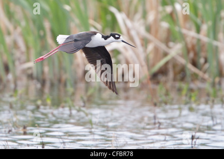 Schwarzhals-Stelzenläufer (Himantopus Mexicanus) fliegen über einen kleinen Teich in Alberta, Kanada. Stockfoto