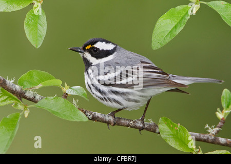 Black-throated Gray Warbler (Dendroica hier) thront auf einem Ast in Victoria, BC, Kanada. Stockfoto