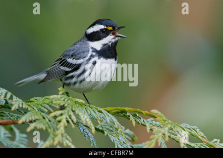 Black-throated Gray Warbler (Dendroica hier) thront auf einem Ast in Victoria, BC, Kanada. Stockfoto