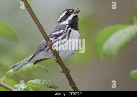 Black-throated Gray Warbler (Dendroica hier) thront auf einem Ast in Victoria, BC, Kanada. Stockfoto