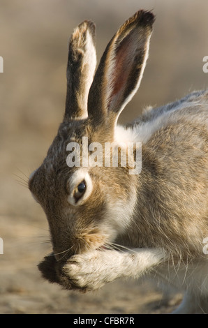 White-tailed Jackrabbit Lepus Townsendii waschen Stockfoto