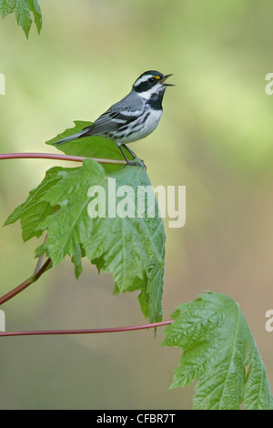 Black-throated Gray Warbler (Dendroica hier) thront auf einem Ast in Victoria, BC, Kanada. Stockfoto