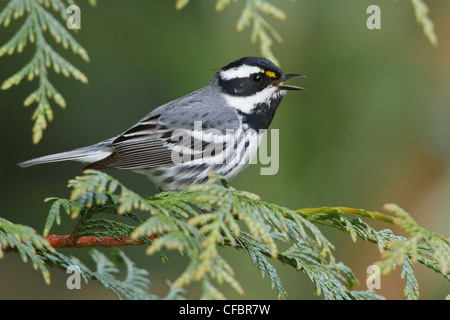 Black-throated Gray Warbler (Dendroica hier) thront auf einem Ast in Victoria, BC, Kanada. Stockfoto