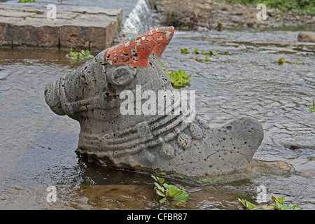 Nandi in Wasser bei Shri Koteshwar Tempel liegt zwischen Dorf Glied und Gove in der Mitte des Flusses Krishna, Satara, Maharashtra, Stockfoto