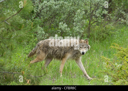Grauer Wolf (Canis Lupus) im Sommer Waldlichtung, Montana, USA Stockfoto