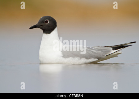 Bonapartes Gull (Larus Philadelphia) in einem Teich in Churchill, Manitoba, Kanada. Stockfoto