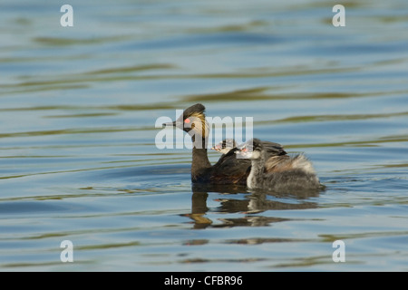 Eared Haubentaucher (Podiceps Nigricollis) schwimmen mit Küken, Saskatchewan, Kanada Stockfoto