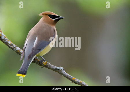 Zeder Seidenschwanz (Bombycilla Cedrorum) thront auf einem Ast in Manitoba, Kanada. Stockfoto