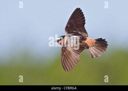 Klippe Schwalbe (Petrochelidon Pyrrhonota) fliegen über einen Fluss in Manitoba, Kanada. Stockfoto