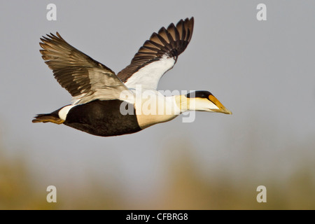 Gemeinsamen Eiderenten (Somateria Mollissima) fliegen in Churchill, Manitoba, Kanada. Stockfoto