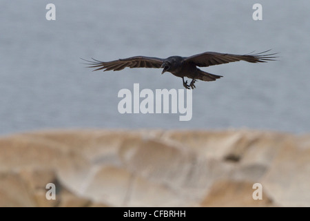 Kolkrabe (Corvus Corax) fliegen in Churchill, Manitoba, Kanada. Stockfoto