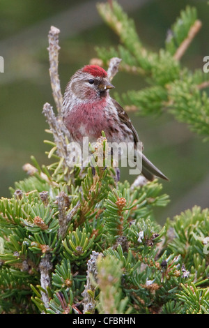 Gemeinsame Redpoll (Zuchtjahr Flammea) thront auf einem Ast in Churchill, Manitoba, Kanada. Stockfoto