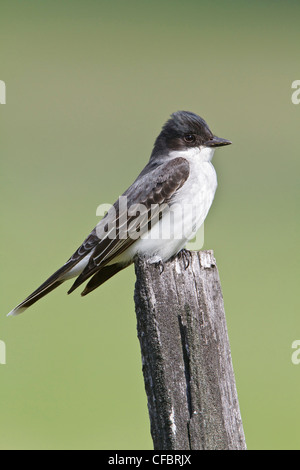 Östlichen Kingbird (Tyrannus Tyrannus) thront auf einem Zaunpfahl in Saskatchewan, Kanada. Stockfoto