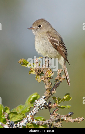 Hammonds Flycatcher (Empidonax Hammondii) thront auf einem Ast in Victoria, BC, Kanada. Stockfoto