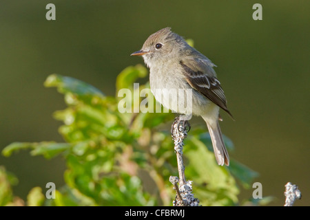 Hammonds Flycatcher (Empidonax Hammondii) thront auf einem Ast in Victoria, BC, Kanada. Stockfoto