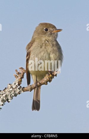 Hammonds Flycatcher (Empidonax Hammondii) thront auf einem Ast in Victoria, BC, Kanada. Stockfoto