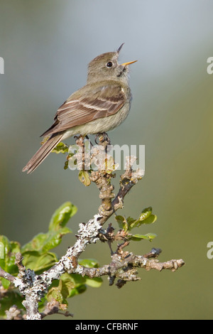 Hammonds Flycatcher (Empidonax Hammondii) thront auf einem Ast in Victoria, BC, Kanada. Stockfoto