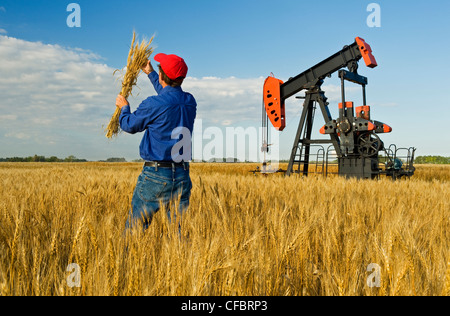 ein Mann untersucht reife Ernte bereit Weizen während ein Öl Bohrschwengels Pumpen im Hintergrund, in der Nähe von Sinclair, Manitoba, Kanada Stockfoto