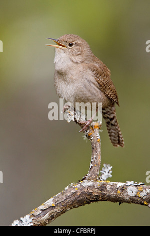 Haus Zaunkönig (Troglodytes Aedon) thront auf einem Ast in Victoria, BC, Kanada. Stockfoto