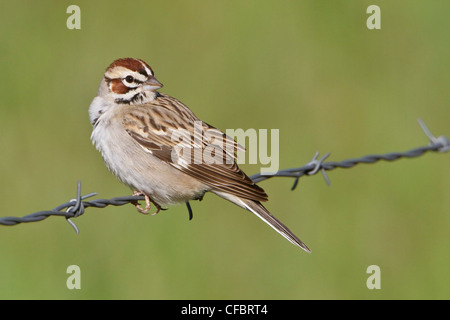 Lerche Spatz (Chondestes Grammacus) thront auf einem Stacheldrahtzaun in Alberta, Kanada. Stockfoto