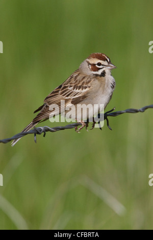 Lerche Spatz (Chondestes Grammacus) thront auf einem Stacheldrahtzaun in Alberta, Kanada. Stockfoto