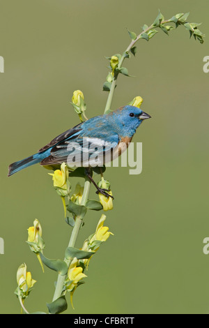 Lazuli Bunting (Passerina Amoena) thront auf einer Blume in British Columbia, Kanada. Stockfoto