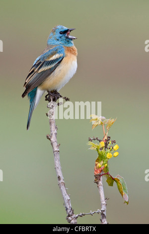 Lazuli Bunting (Passerina Amoena) thront auf einem Ast in British Columbia, Kanada. Stockfoto