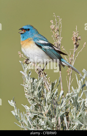 Lazuli Bunting (Passerina Amoena) thront auf einem Wüsten-Beifuß in British Columbia, Kanada. Stockfoto