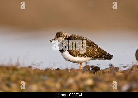 Steinwälzer, Arenaria Interpres, Fütterung auf Schindel; North Norfolk Küste. Stockfoto