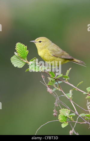 Orange-gekrönter Warbler (Vermivora Celata) thront auf einem Ast in Victoria, BC, Kanada. Stockfoto