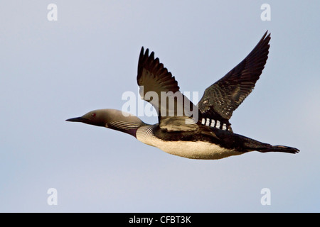 Pacific Loon (Gavia Pacifica) fliegen in Churchill, Manitoba, Kanada. Stockfoto