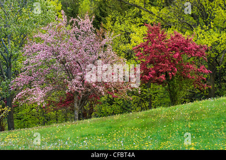 Frühlingsblüten Kelso/Glen Eden Erhaltung Stockfoto