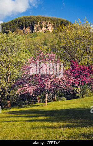 Frühlingsblüten Kelso/Glen Eden Erhaltung Stockfoto