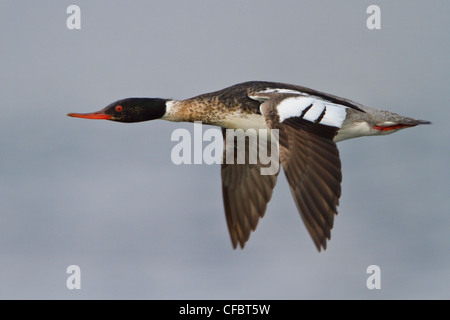 Red-breasted Prototyp (Mergus Serrator) fliegen in Churchill, Manitoba, Kanada. Stockfoto