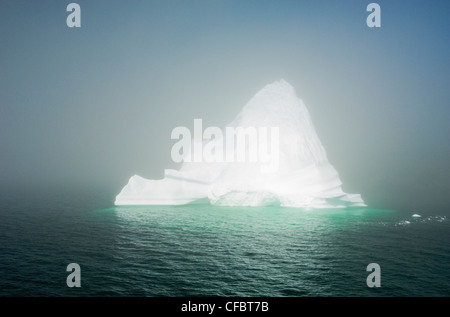 Eisberg im Nebel schwebt in Trinity Bay vor der Bonavista Halbinsel des östlichen Neufundland, Neufundland und Labrador, Kanada. Stockfoto
