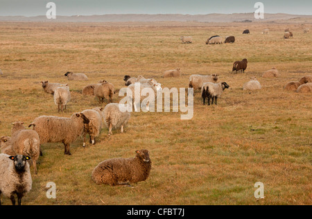 Shetland-Schafe, Teil von Norfolk Naturforscher Vertrauen "fliegenden Herde', Cley Marshes, Norfolk. Stockfoto