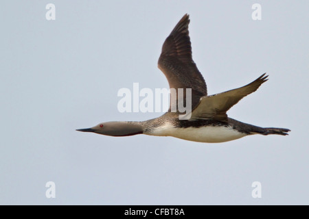 Red-throated Loon (Gavia Stellata) fliegen in Churchill, Manitoba, Kanada. Stockfoto