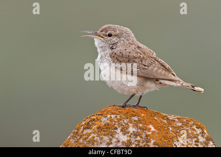 Rock Wren (Salpinctes Obsoletus) thront auf einem Felsen in Alberta, Kanada. Stockfoto