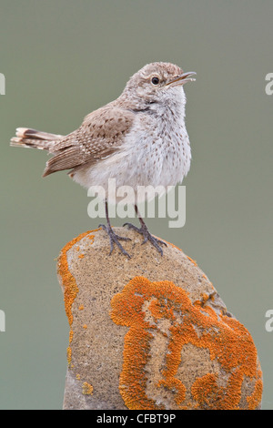 Rock Wren (Salpinctes Obsoletus) thront auf einem Felsen in Alberta, Kanada. Stockfoto