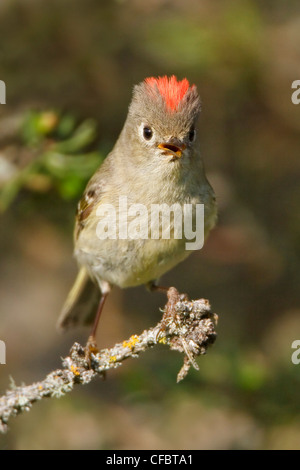 Rubin-gekrönter Goldhähnchen (Regulus Calendula) thront auf einem Ast in Manitoba, Kanada. Stockfoto