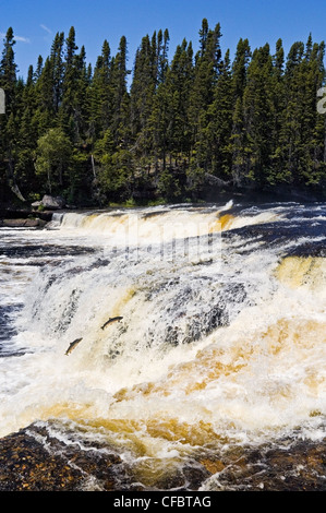 Atlantischer Lachs Salmo salar Erwachsene springen Wasserfälle Stockfoto