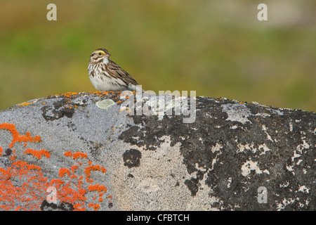 Savannah Sparrow (Passerculus Sandwichensis) thront auf einem Felsen in Churchill, Manitoba, Kanada. Stockfoto