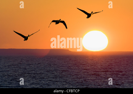 Canadgeese Sonnenuntergang fliegen Lake Ontario neben Mount Stockfoto